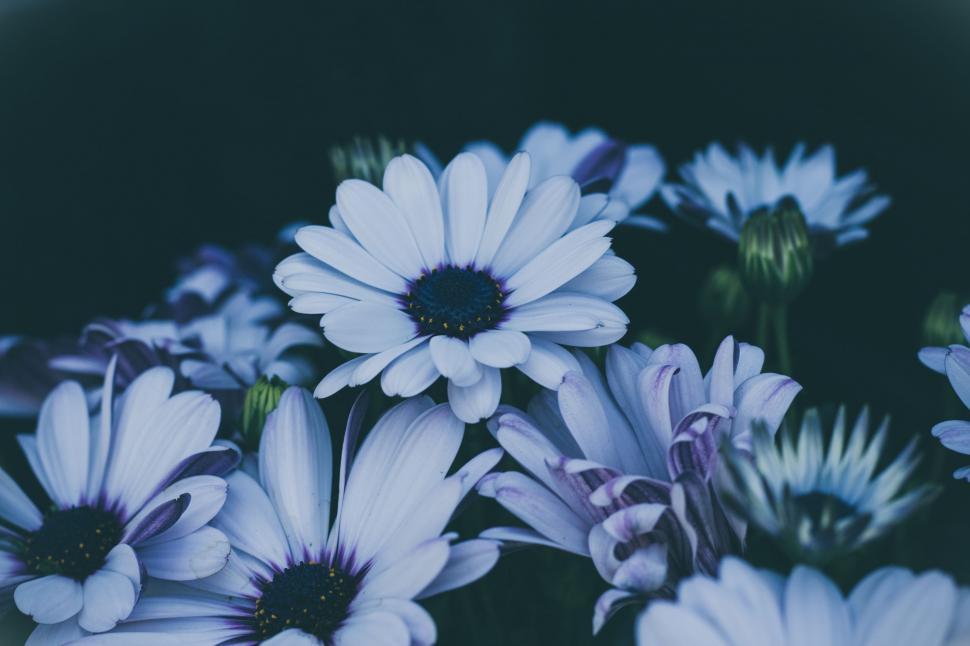 Free Image of Blue and White Flowers in a Vase 