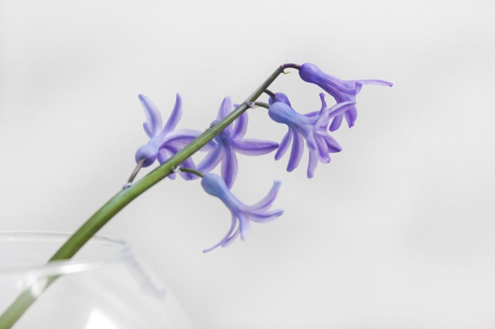 Free Image of Purple Flower in a Clear Glass Vase 