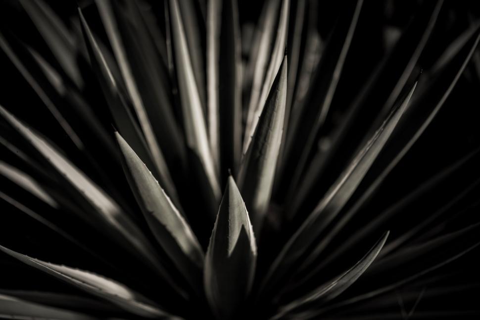 Free Image of Monochrome Image of a Plant 