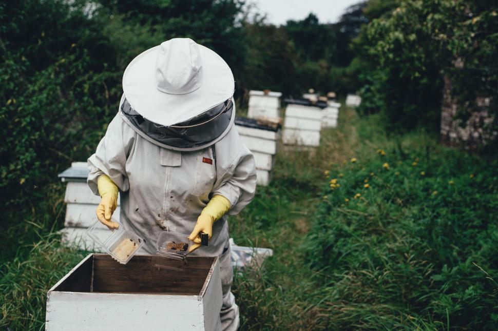 Free Image of Beekeeper Holding Box of Bees 
