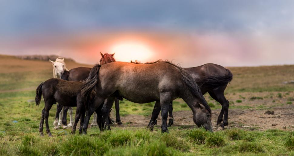 Free Image of Group of Horses Standing on Top of Lush Green Field 