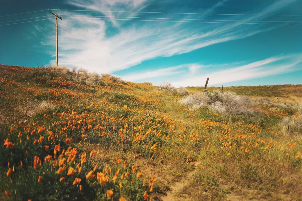 Free Image of Field of Wildflowers With Telephone Pole 