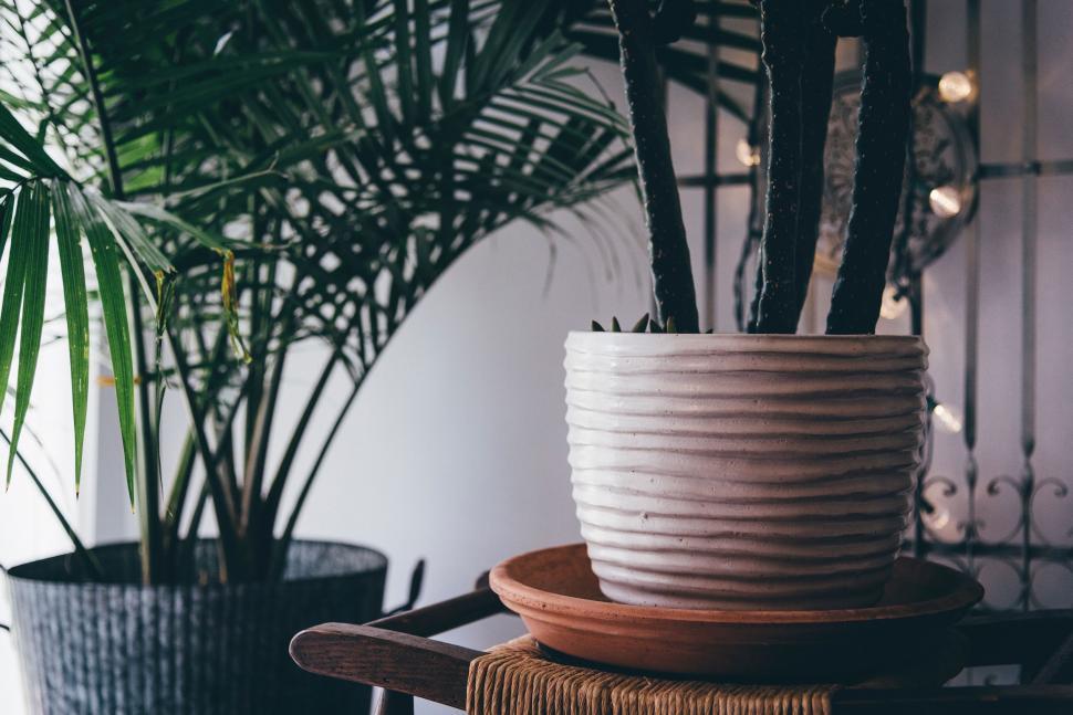 Free Image of A Potted Plant on a Wooden Table 
