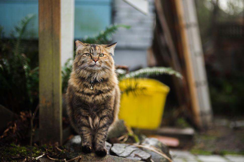 Free Image of A Cat Sitting on the Ground 