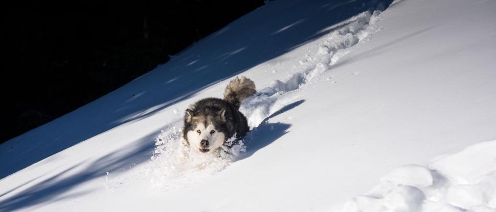 Free Image of Dog Running Down Snowy Hill 