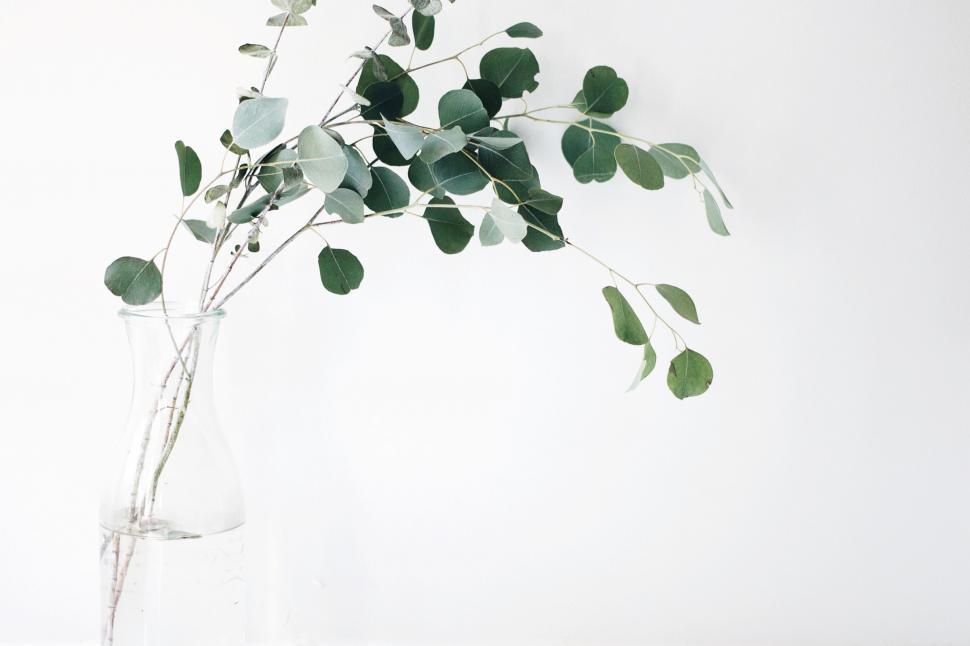 Free Image of Glass Vase With Plant 