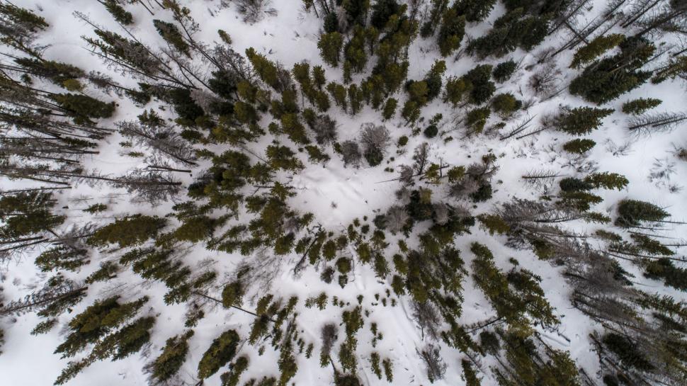 Free Image of Snow Covered Forest Looking Up 