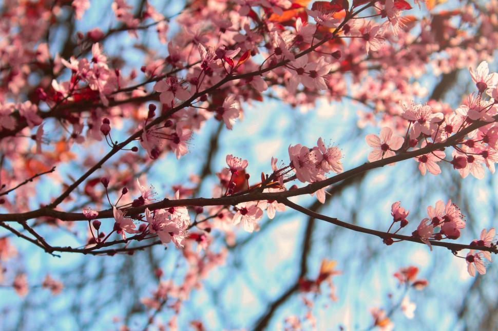 Free Image of Branch of a Tree With Pink Flowers 