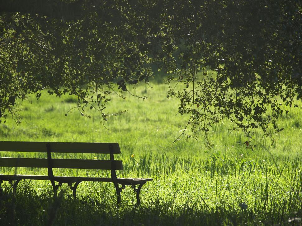 Free Image of Park Bench in Shade of Tree 