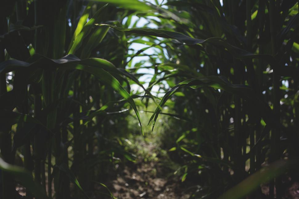 Free Image of Path Cutting Through Corn Field 