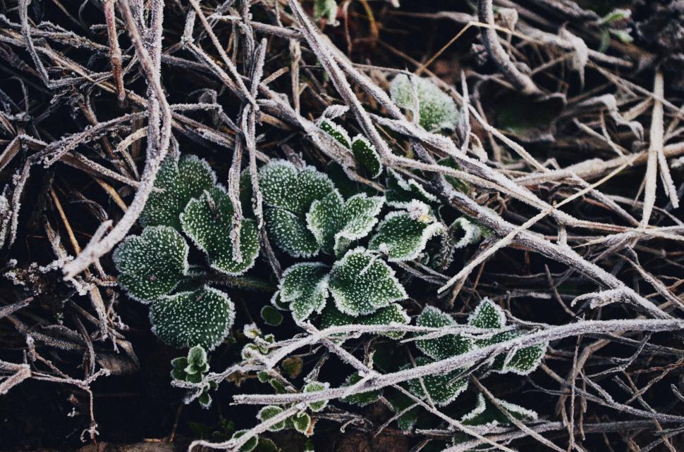 Free Image of Frost-Covered Plants in a Winter Landscape 