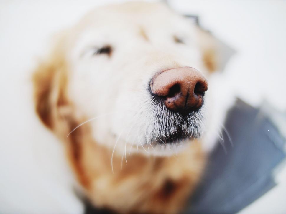 Free Image of Close Up of Dogs Face With Blurry Background 
