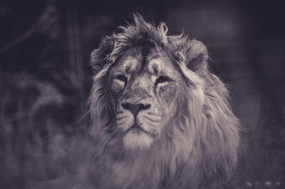 Free Image of Majestic Lion in Black and White 