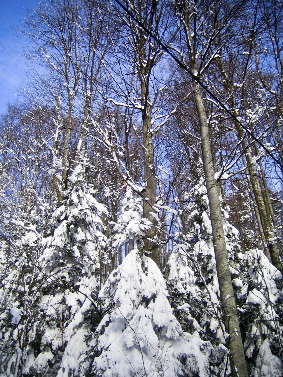 Free Image of snow on trees 