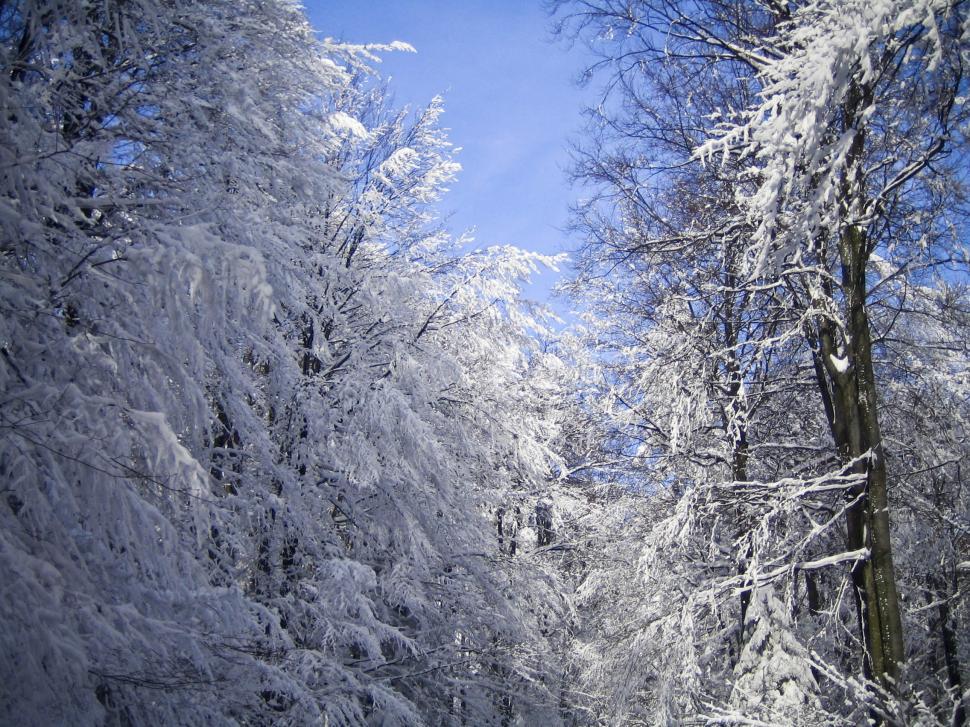 Free Image of snow on forest 