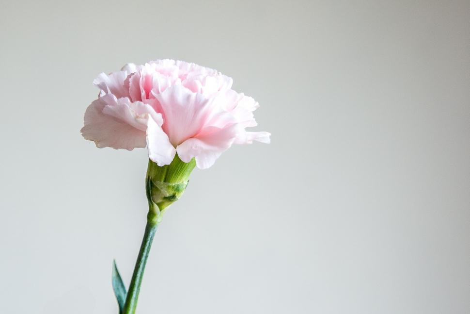 Free Image of Single Pink Carnation in a Vase 