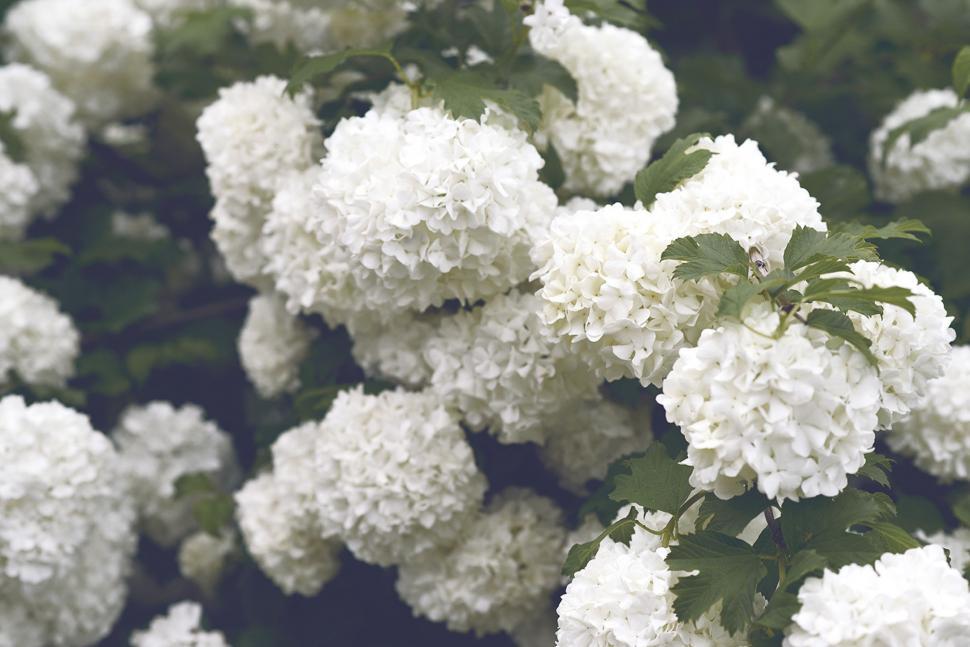 Free Image of Cluster of White Flowers With Green Leaves 