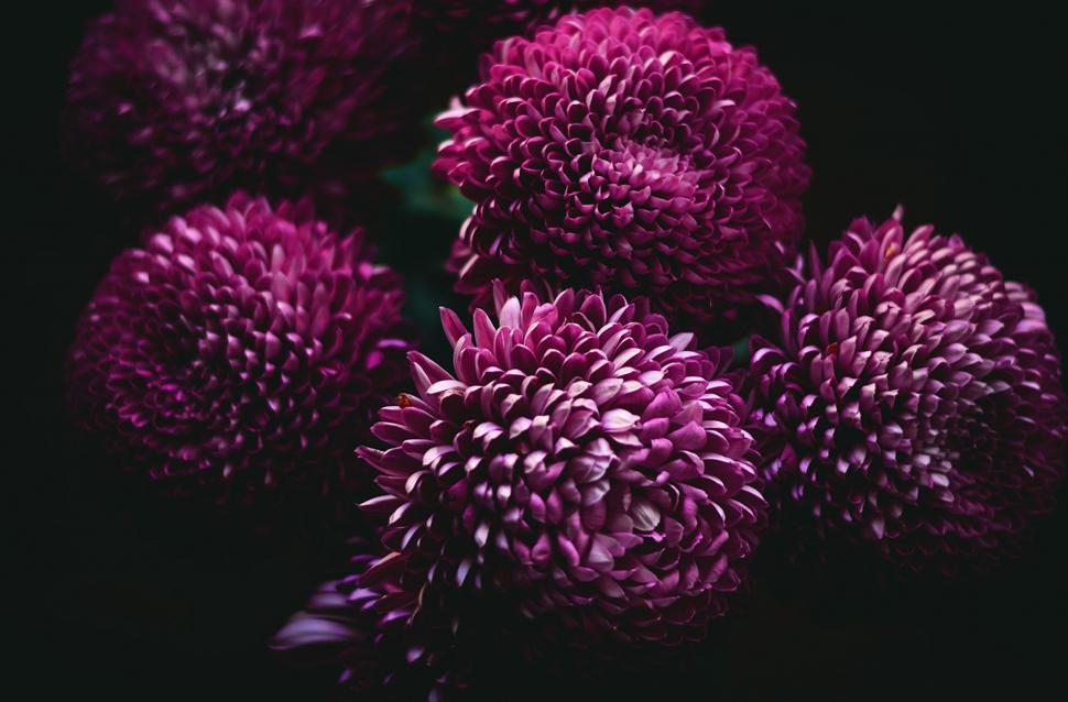 Free Image of cardoon vegetable flower produce purple plant food sea urchin shrub flowers 