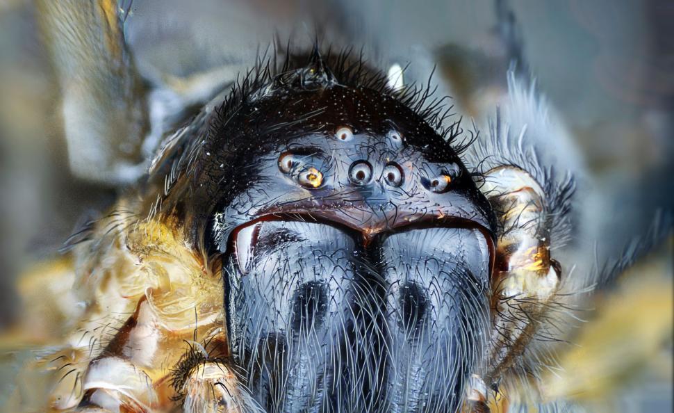Free Image of The Intense Stare of a Spiders Face 