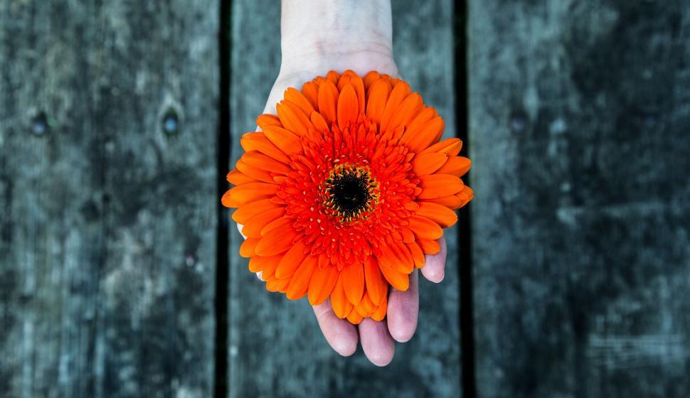 Free Image of Person Holding Orange Flower 