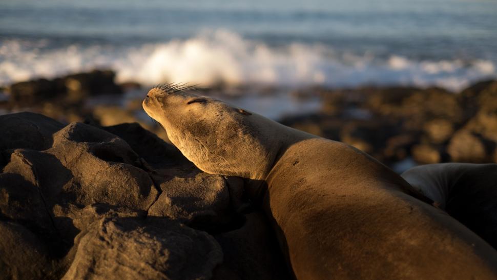 Free Image of Sea Lion Resting on Rocks by Ocean 