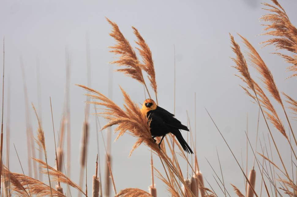 Free Image of Black Bird Perched on Tall Grass Field 