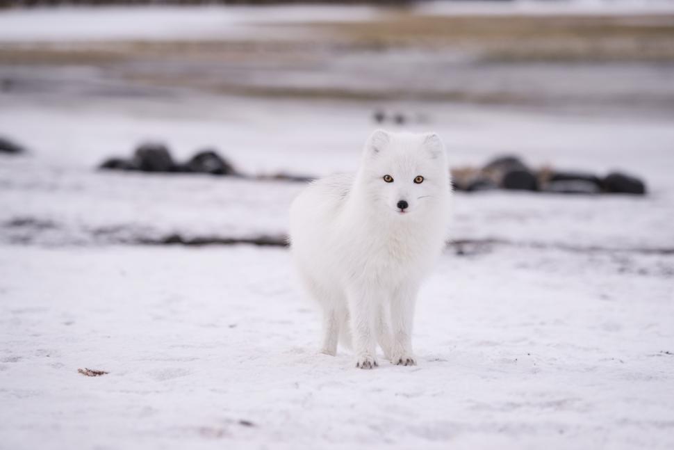 Free Image of Small White Animal Standing in Snow 