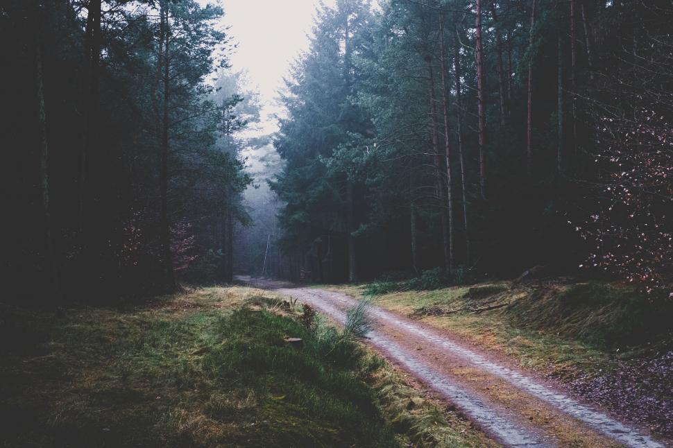 Free Image of Dirt Road Crossing Through Forest 