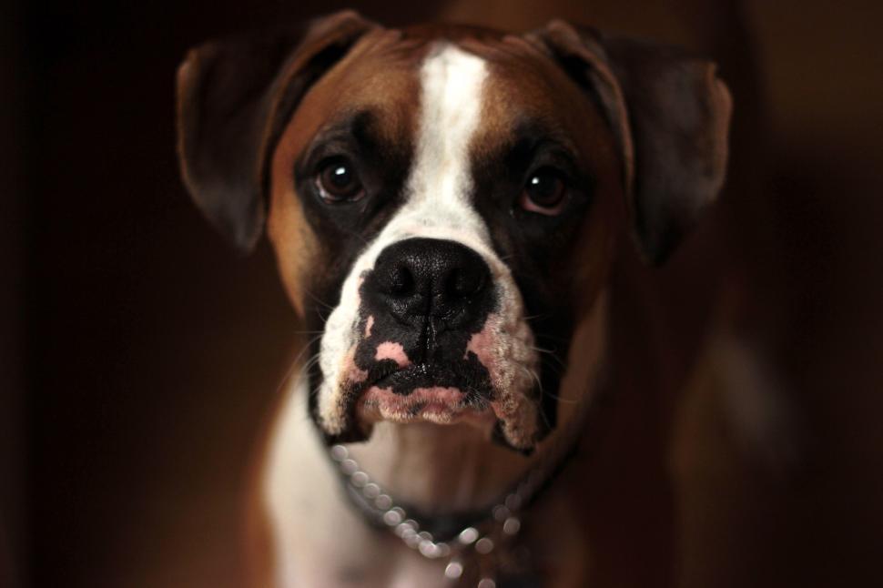 Free Image of Brown and White Dog With Beaded Collar 