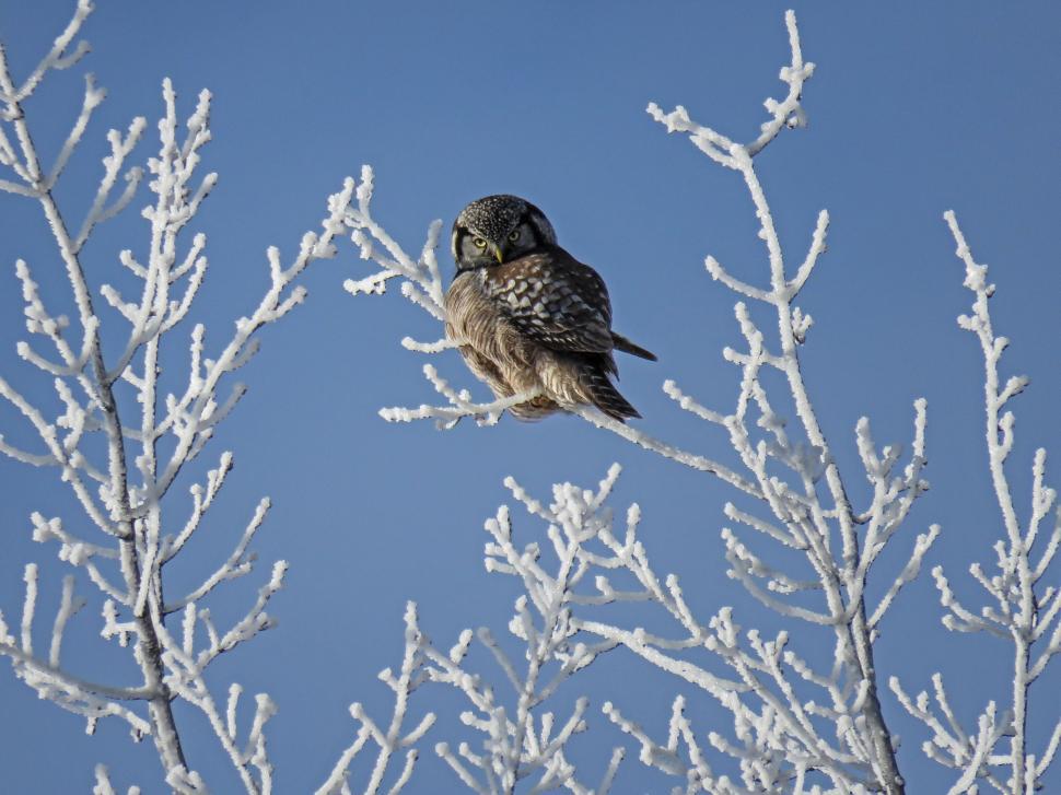 Free Image of Bird Perched on Snowy Branch 