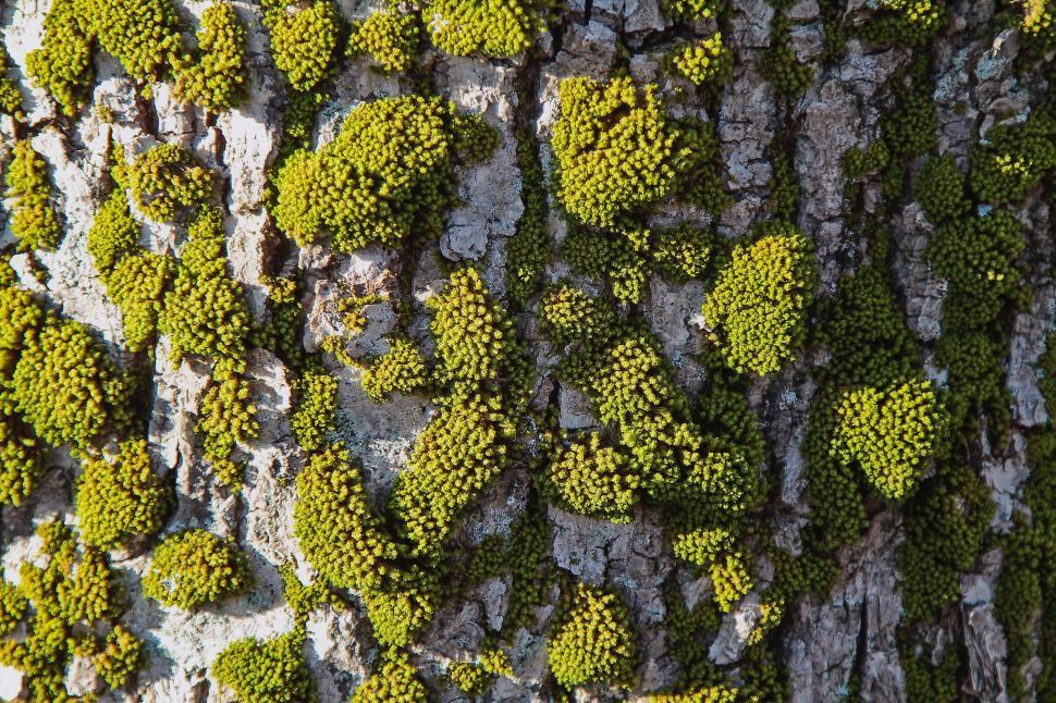 Free Image of Moss Grows on Bark of Tree 