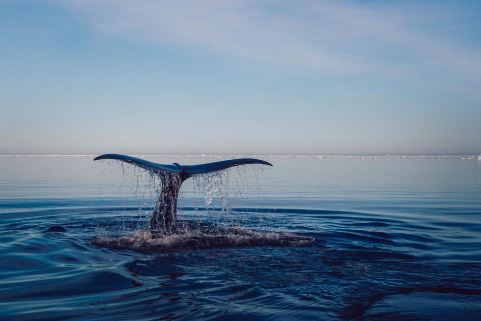 Free Image of Majestic Whale Tail Flips Out of the Water 