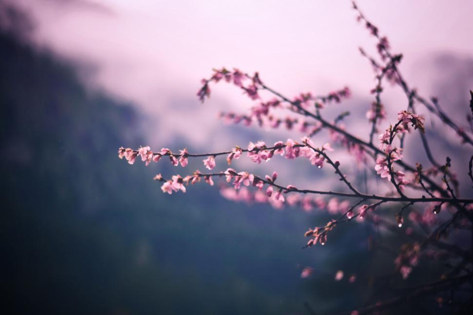 Free Image of Blurry Tree With Pink Flowers 