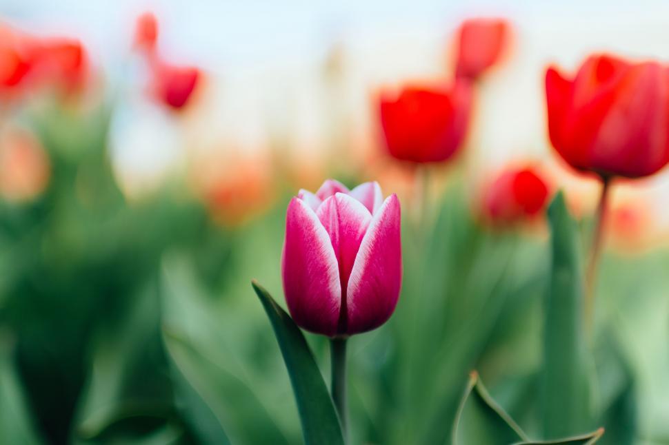Free Image of Pink Tulip Among Red Tulips in Field 