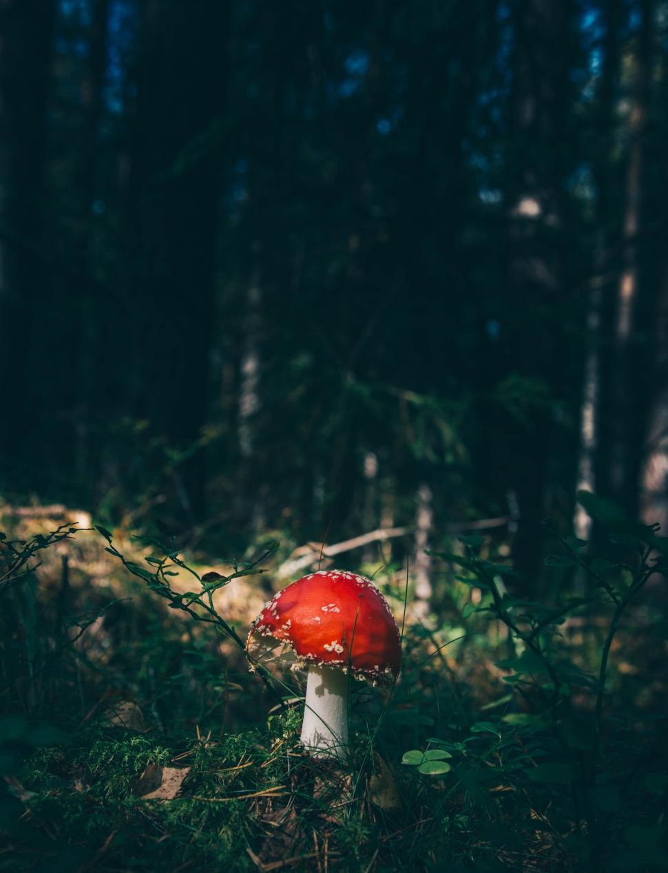 Free Image of Red Mushroom Nestled in Forest Setting 