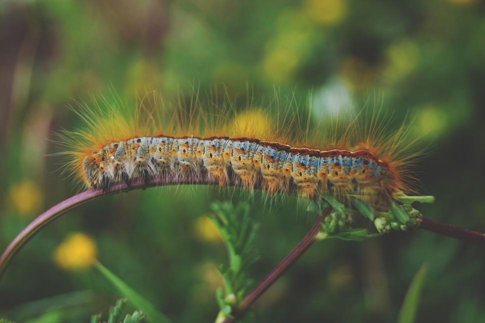 Free Image of Close Up of a Caterpillar on a Plant 