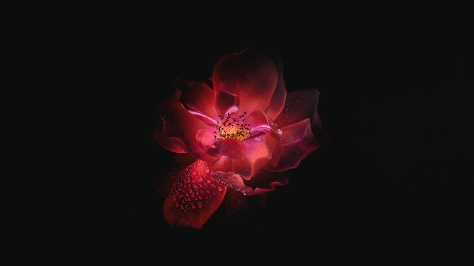 Free Image of Red Flower Illuminated in the Dark 