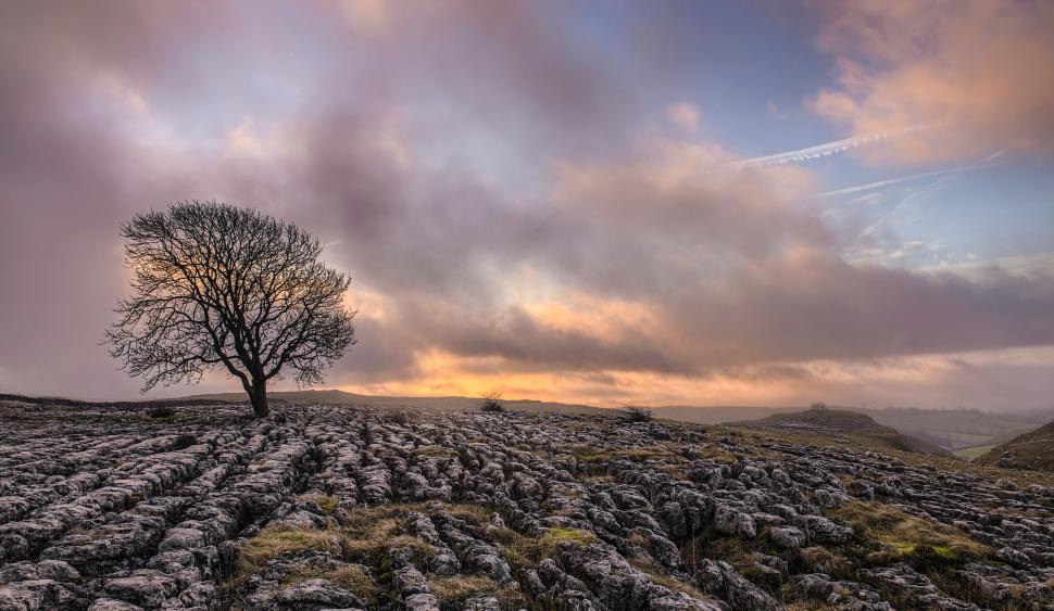 Free Image of Lone Tree on Rocky Hilltop 