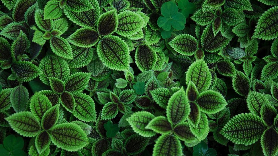 Free Image of clover plant leaf pinwheel herb spring flower floral design 