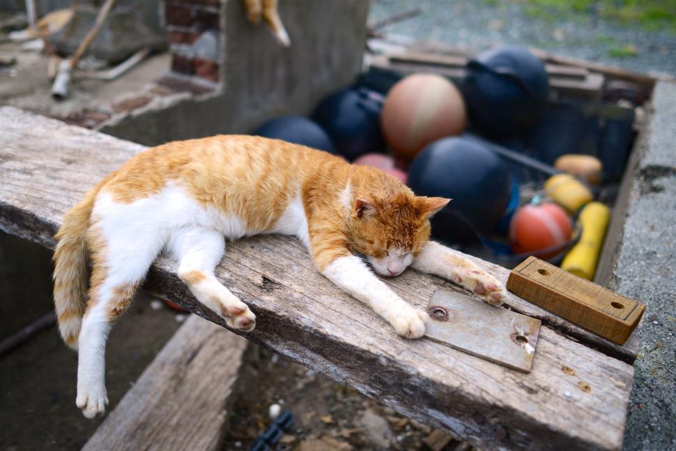 Free Image of Orange and White Cat Laying on Wooden Bench 