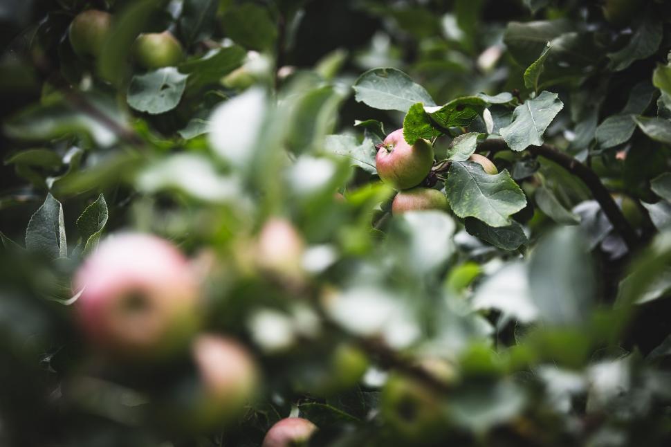 Free Image of Apple Tree With Green Leaves 