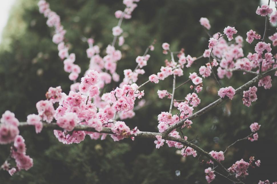Free Image of Cluster of Pink Flowers Adorning a Tree 