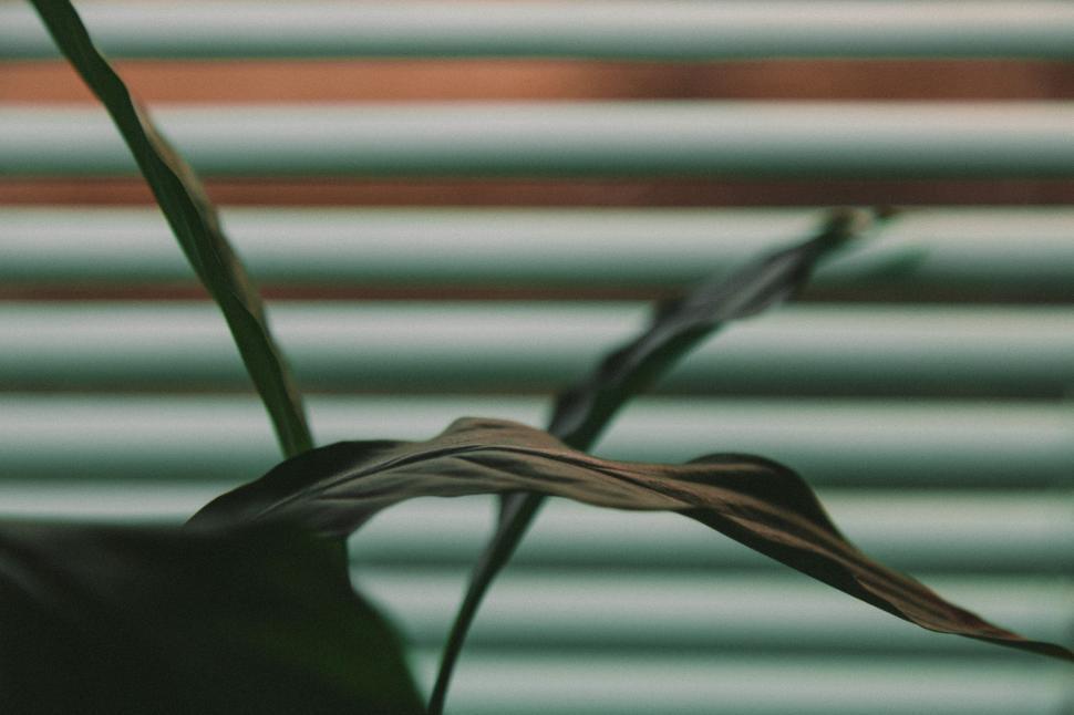 Free Image of Close Up of Plant in Front of Window 