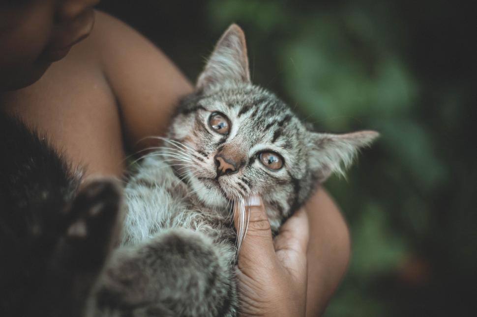 Free Image of Person Holding Cat in Hands 