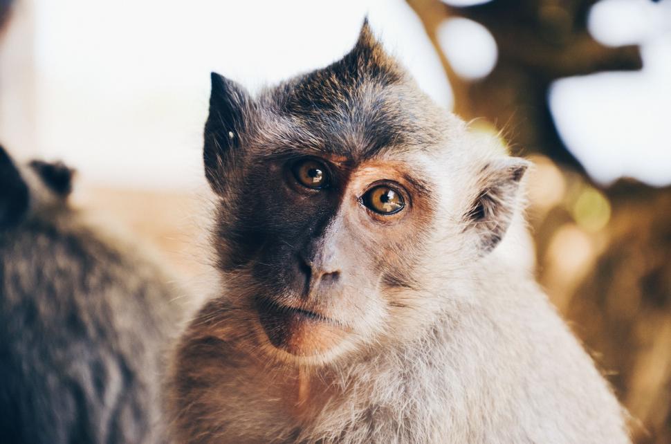 Free Image of Close-Up of Monkey With Blurry Background 