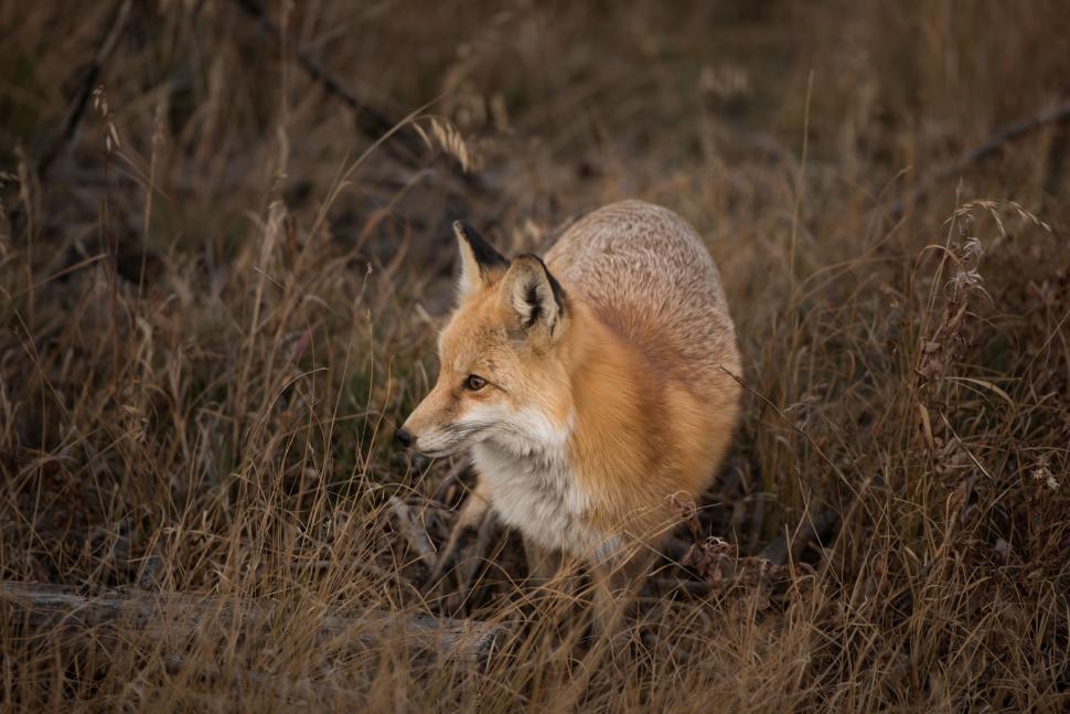 Free Image of Fox Walking Through Tall Grass 