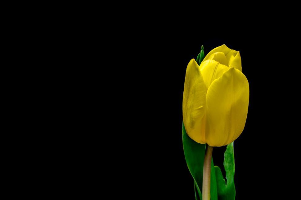 Free Image of Single Yellow Tulip on Black Background 
