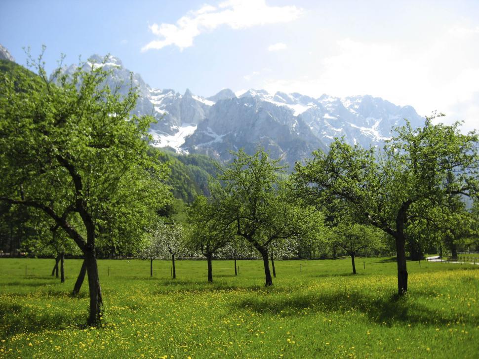 Free Image of Trees and grass in Alpine countryside 