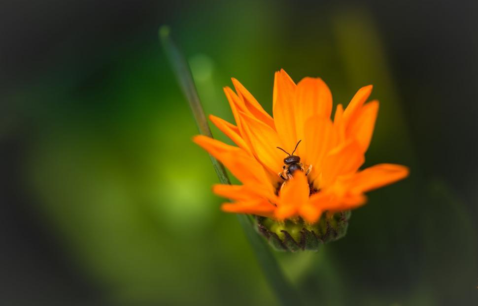 Free Image of Orange Flower With Bee Feeding 
