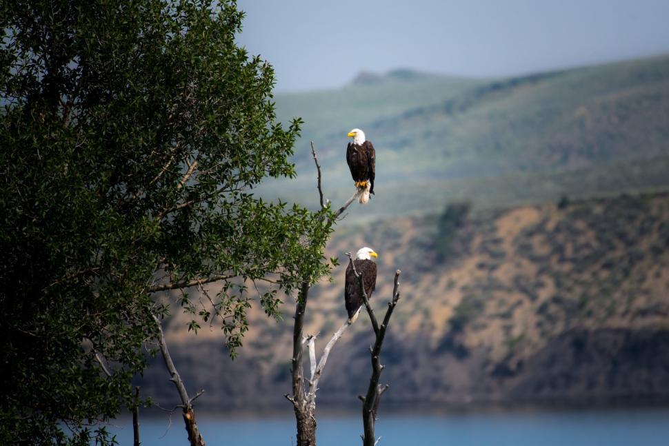 Free Image of Two Bald Eagles Perched on Top of a Tree by Water 